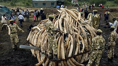 Kenya to host historic wildlife summit and destroy 120 tonnes of ivory