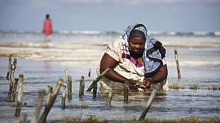 Zanzibar : la culture des algues affectée par le réchauffement climatique