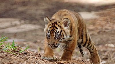 New home means new playground for tiger cubs