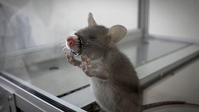Tanzanie : des rats renifleurs pour détecter la tuberculose