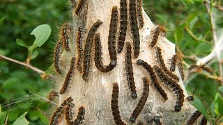 Armyworms invade Liberian Villages