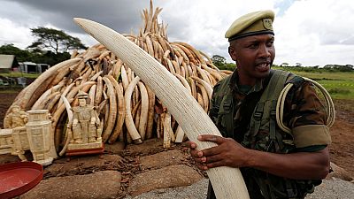 Kenya destroys tusks to deter poachers from killing elephants