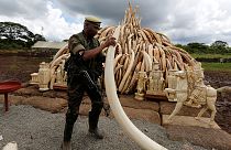 Il Kenya brucia 105 tonnellate di avorio confiscate ai trafficanti