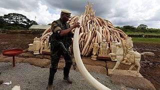 Kenya burns over a hundred tons of elephant tusks and calls for a worldwide ban on ivory sales