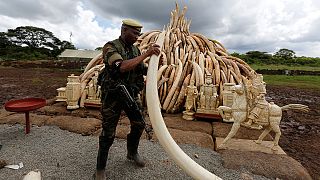 Kenya 100 tondan fazla fildişini yaktı