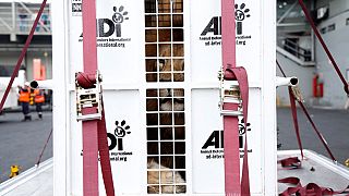 Rescued circus lions returned to South Africa