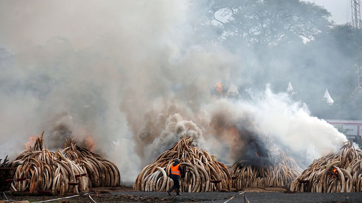 В Кении сожжены более ста тонн конфискованных слоновьих бивней