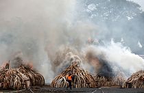 Braconaggio: in Kenya il più grande rogo di avorio della storia