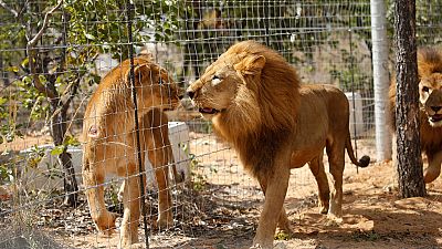 South Africa: Rescued circus lions find new home in Emoya sanctuary