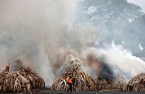Κένυα: Στην πυρά 100 τόνοι ελεφαντόδοντου