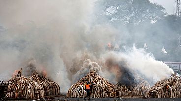 В Кении сжигают бивни слонов