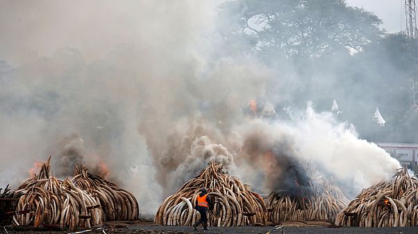 Kenyában rengeteg elkobzott elefántagyart égettek el Kenyában rengeteg elkobzott elefántagyart égettek el