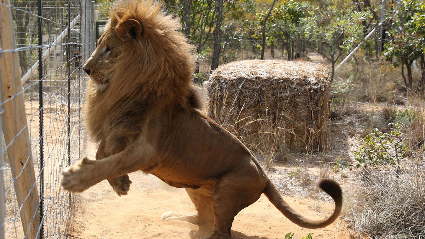 Los 33 leones maltratados en circos de Colombia y Perú ya son casi libres  en Sudáfrica | Euronews