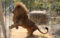 Sudafrica, strappati al circo e restituiti alla natura: la nuova vita di 33 leoni sudamericani