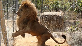 Circus lions rescued in South America arrive in new African home