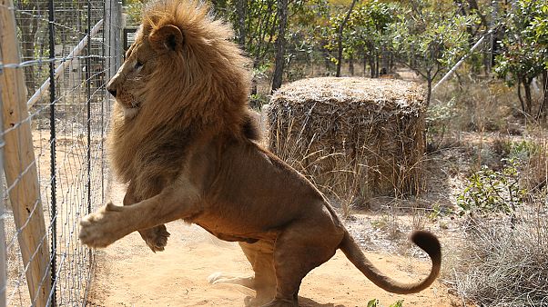 Les 33 lions sud-américains ont retrouvé la liberté... en Afrique du Sud Les 33 lions sud-américains ont retrouvé la liberté... en Afrique du Sud