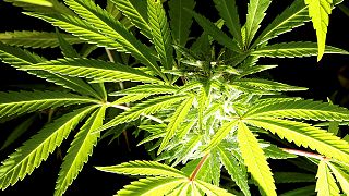 Германия легализует марихуану?