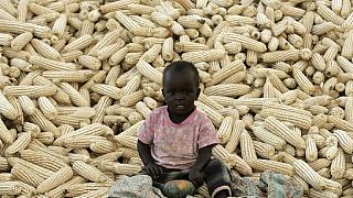 Good rains boost Zambia's maize output despite drought fears