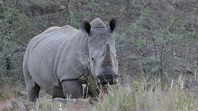 South Africa's rhino poaching declines in first quarter of 2016