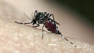 Genetisch veränderte Mücken sollen gegen Zika kämpfen