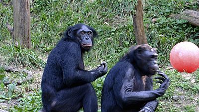 DRC moves against trafficking of Bonobo monkeys