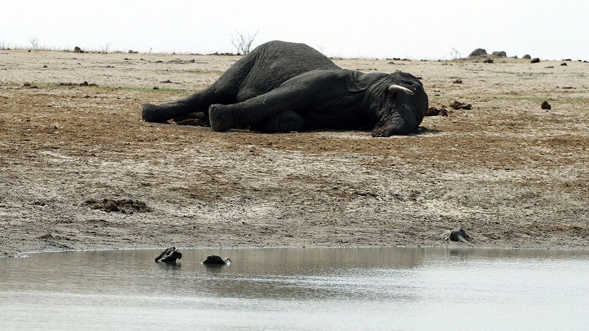 À vendre : éléphants et lions cause sécheresse