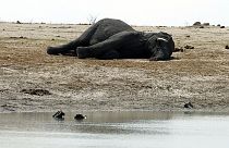 À vendre : éléphants et lions cause sécheresse