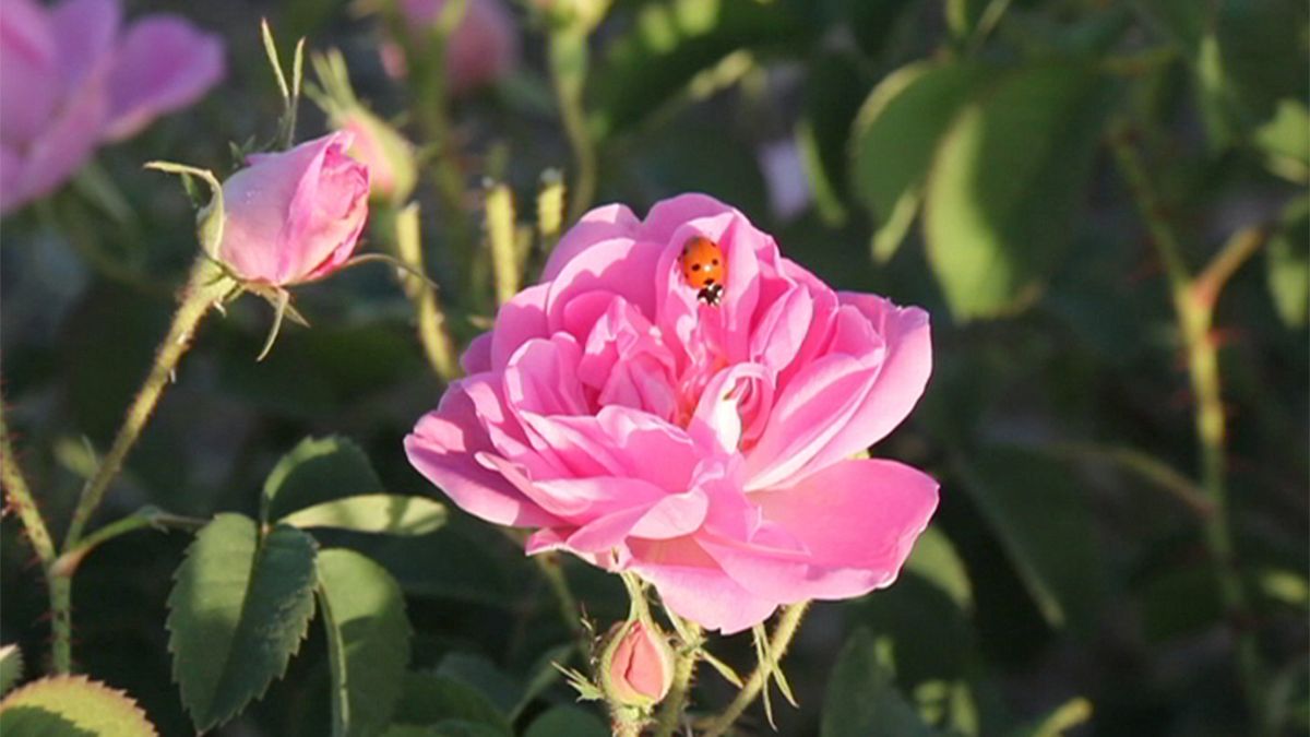 Иран: сезон сбора роз для получения розовой воды