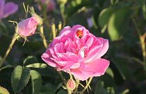 Iran's rose growers scent post sanction export opportunities