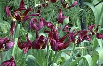 انتشار جدیدترین فهرست گونه های گیاهی در معرض خطر انقراض