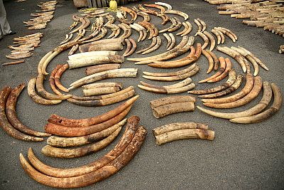 Tusks from an ivory seizure in 2015 in Singapore after they have been sorted into pairs by the process developed by Samuel Wasser and his team.