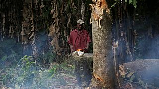 EU and FAO set up joint effort to combat illegal logging