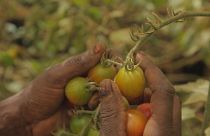 Senegal aposta na autossuficiência agrícola