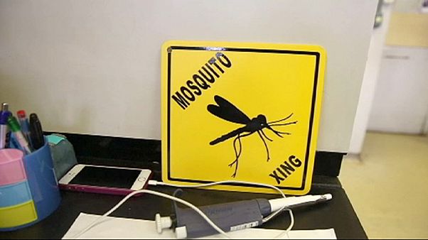 Las olimpiadas brasileñas amenazadas por el Zika Las olimpiadas brasileñas amenazadas por el Zika