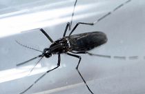 Brazil will be ready for Olympic Games despite Zika, says minister
