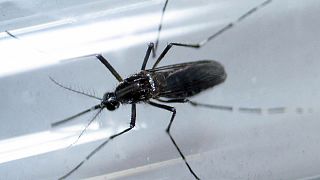 Dünya Sağlık Örgütü'nden "Zika uyarısı"