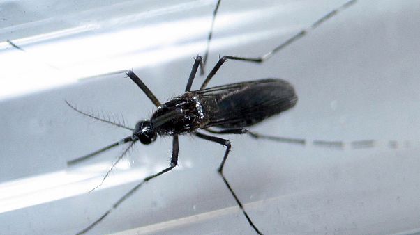 Brazil will be ready for Olympic Games despite Zika, says minister Brazil will be ready for Olympic Games despite Zika, says minister