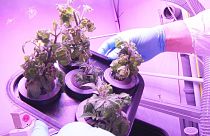 Uzayda bitki yetiştirmek mümkün mü?