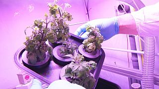 Growing food in space: A tale of rats, algae and tomatoes