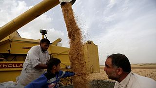 Egypt implements new guidelines to police wheat production