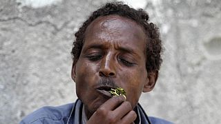 Herbal stimulant, khat derailing Djibouti's economy