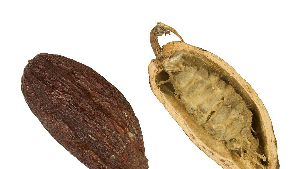 Choco Togo plans to produce a 100 Bio chocolates Africanews