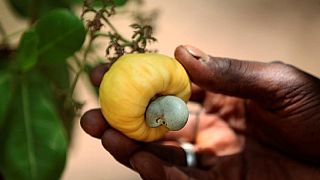 ‪Ivory Coast topples India to become world's biggest cashew exporter