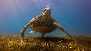Le « Gulf Green Turtle Conservation Project », le projet de conservation des tortues vertes