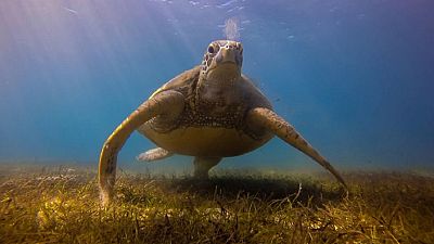 Conservationists to gather data about endangered marine turtles
