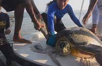 Golfe Persique : à la poursuite des tortues vertes