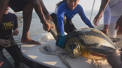 Saving Green Turtles in the Gulf Saving Green Turtles in the Gulf