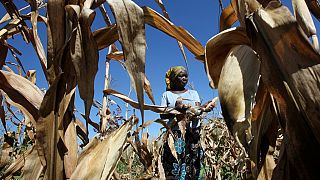 Satellite data helps Zimbabwean farmers during erratic weather patterns