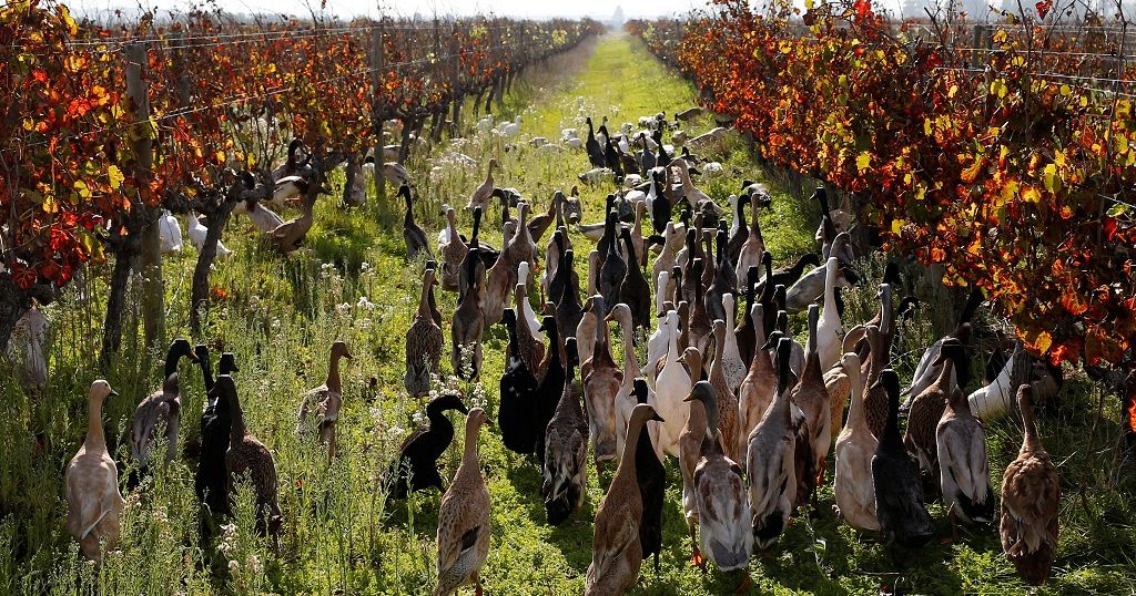 Mighty ducks protect vineyard farm in South Africa Africanews