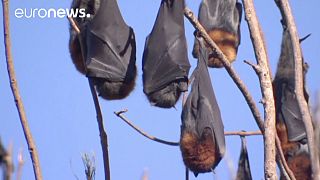 Australian town plagued by over 100,000 bats